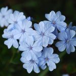 Ceratostigma plumbaginoides 'Summer Sky' Ceratostigma plumbaginoides 'Summer Sky'