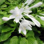 Hosta plantaginea Hosta plantaginea