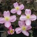 Clematis montana 'Rubens' Clematis montana 'Rubens'