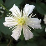 Clematis fargesii 'Summer Snow' Clematis fargesii 'Summer Snow'