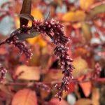 Persicaria hydropiper 'Rubra' (erba pepe) Persicaria hydropiper 'Rubra' (erba pepe)