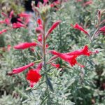 Zauschneria californica 'Nana' Zauschneria californica 'Nana'