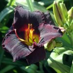 Hemerocallis 'Midnight Magic' Hemerocallis 'Midnight Magic'