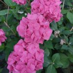 Hydrangea macrophylla Hydrangea macrophylla