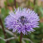 Globularia vulgaris Globularia vulgaris