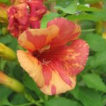 Campsis x tagliabuana 'Orangeade' (bignonia) Campsis x tagliabuana 'Orangeade' (bignonia)