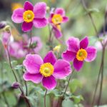 Anemone hupehensis 'Bowles Pink' Anemone hupehensis 'Bowles Pink'