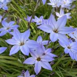 Ipheion uniflorum Ipheion uniflorum