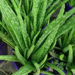 Aloe vera (Aloe barbadensis) Aloe vera (Aloe barbadensis)