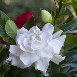 Gardenia jasminoides 'Crown Jewel' Gardenia jasminoides 'Crown Jewel'
