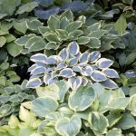 Hosta mix Hosta mix