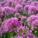 Allium 'Millenium' Allium 'Millenium'
