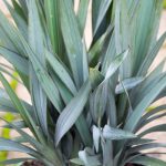 Dianella 'Blue Stream' Dianella 'Blue Stream'