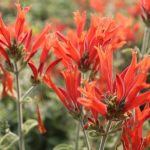 Dicliptera suberecta (sin. D. squarrosa, Jacobinia) Dicliptera suberecta (sin. D. squarrosa, Jacobinia)