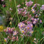 Tulbaghia 'Enya' Tulbaghia 'Enya'