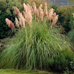 Cortaderia 'Pink Feather' Cortaderia 'Pink Feather'