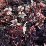 Geranium pratense 'Midnight Ghost' Geranium pratense 'Midnight Ghost'