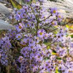 Aster 'Lavender Sky' Aster 'Lavender Sky'