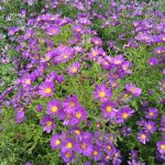 Aster x macrophyllus 'Lilac Sun' Aster x macrophyllus 'Lilac Sun'