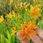 Iris x norrisii (x Pardancanda norrisii) Iris x norrisii (x Pardancanda norrisii)
