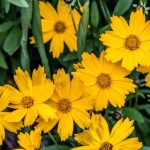 Coreopsis grandiflora 'Flying Saucers' Coreopsis grandiflora 'Flying Saucers'