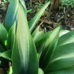 Aspidistra elatior 'Asahi' Aspidistra elatior 'Asahi'