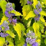 Caryopteris x clandonensis 'Good As Gold' Caryopteris x clandonensis 'Good As Gold'