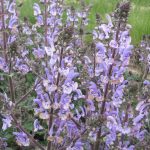 Salvia moorcroftiana x S. indica 'Shangri-La' Salvia moorcroftiana x S. indica 'Shangri-La'