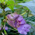 Impatiens arguta Impatiens arguta