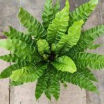 Asplenium nidus 'Crispy Wave' Asplenium nidus 'Crispy Wave'