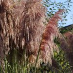 Cortaderia selloana 'Rosea' Cortaderia selloana 'Rosea'