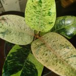Ficus elastica 'Moonshine' (sin. 'Shivereana')