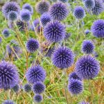 Echinops ritro Echinops ritro