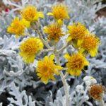 Senecio cineraria Senecio cineraria