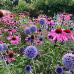 Fiori perenni blu e rosa Fiori perenni blu e rosa