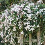 Jasminum officinale Jasminum officinale
