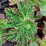 Begonia "Sea Urchin" Begonia "Sea Urchin"