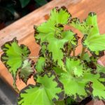 Begonia 'Shamus' Begonia 'Shamus'