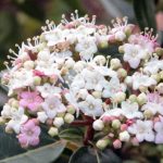 Viburnum tinus 'Spirit' Viburnum tinus 'Spirit'
