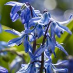 Scilla siberica Scilla siberica
