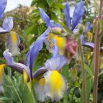 Iris hollandica 'Miss Saigon' Iris hollandica 'Miss Saigon'
