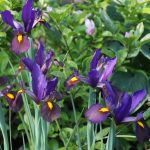 Iris hollandica 'Tiger Eye' Iris hollandica 'Tiger Eye'