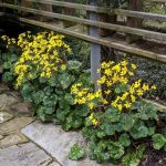 Farfugium japonicum 'Aureomaculata' Farfugium japonicum 'Aureomaculata'