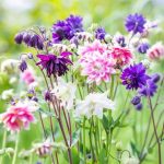 Aquilegia 'Barlow Choice Mix' Aquilegia 'Barlow Choice Mix'