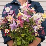 Aquilegia 'McKana Giants Mix' Aquilegia 'McKana Giants Mix'