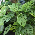 Monstera adansonii